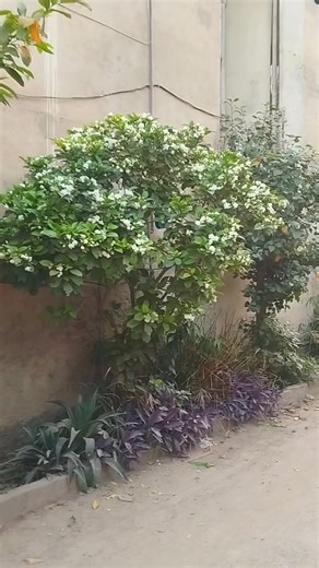 Crape Jasmine Tree 💮 #flowers #houseplants #garden