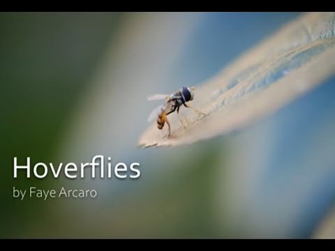 Hoverflies by Faye Arcaro