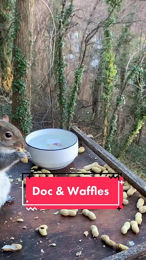 Understanding Crow Behaviors with Waffles