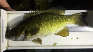 Department fisheries biologists were out this week conducting nighttime bass electrofishing surveys on Rutland County lakes. Have a look at the size of some of the smallmouth bass they collected! Doing these surveys in the spring when smallmouth move shallow allows the biologists to measure the size structure and fishing quality of lake populations. If you want to catch some giant bass, fishing in May and early June during the catch-and-release season when waters are 55-60°F is your best chance 