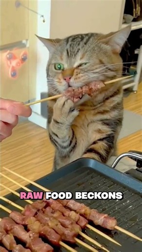 The Ultimate Guide to Cats Food