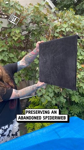 UNILAD on Instagram: "The spider is a professional web designer and is suing for copyright theft of his work 🤣"