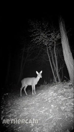 CCTV: Unexplained Light Appears — Deer Freezes