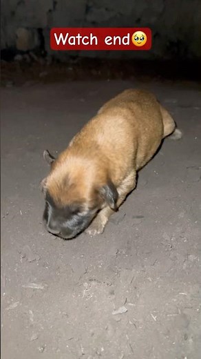 Baby Puppy’s First Steps 🐶❤️ (So Emotional!) #youtubeshorts #animals #dogs #puppies