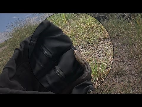 Australian Eastern Brown Snake with a mouse for a snack, catch and release.
