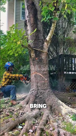 Pro Tree Feller Takes Down a Giant for $500 – Perfect Precision!