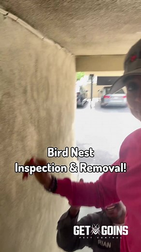 Bird nest removal isn’t just getting a broom and knocking it down! There are laws protecting birds and bird nests can contain various parasites and diseases. The disinfectants we use remove lots of bacteria & pheromones that require us to wear PPE equipment including a respirator! This is why bird nest removal isn’t cheap and only gets higher the more birds you have nesting and if you want the area bird proofed/excluded. Here we are removing a much “easier” nest, but you can only imagine the sol