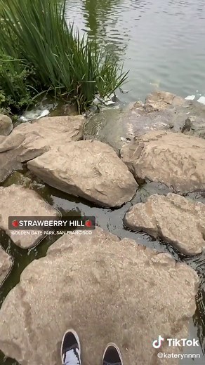 Exploring Strawberry Hill in San Francisco