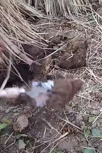 283K views · 418 reactions | The strange way to catch | Civil Engineering Jobs | Facebook