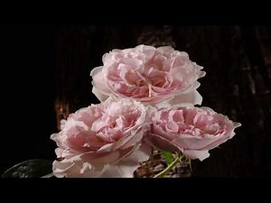 Rose 3 buds opening into flowers & dying time lapse