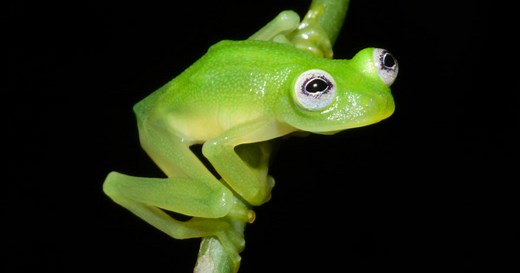 A new species of frog found in Costa Rica bears a strong resemblance to the iconic Muppets character Kermit