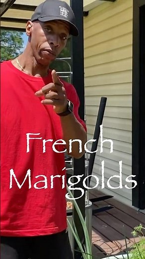 Marigolds Are not Equal! FRENCH Marigolds