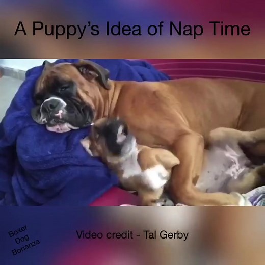 12K views · 655 reactions | Boxer Dog Bonanza on Reels | Facebook