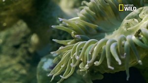 Pour se reproduire, l'anémone de mer est capable de se cloner : elle se divise comme une cellule, ce qui lui permet de coloniser des territoires entiers. | Nat Geo Wild France