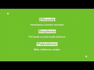 Maïs : Faisons la course en tête contre les graminées.