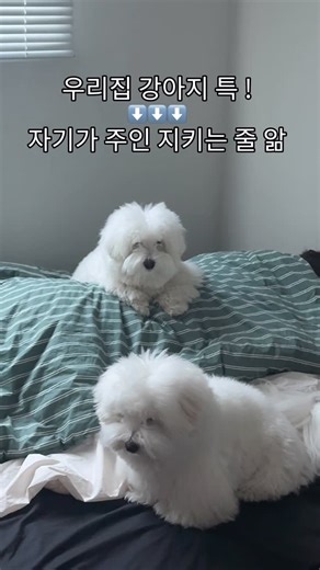 꼬꼬즈 cocoz on Instagram: "그래서 날 어떻게 지켜준단건데????"