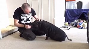 Pet pig lives indoors