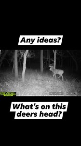 Big Buck Action! #new #reels #bigbuck #deer #deerhunting | KOAM Outdoors LLC