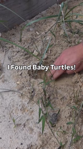 29K views · 9.8K reactions | I found baby turtles after we had lost all hope!  #babyturtle #gardenstatetortoise #animalfacts #fyp #turtle | Garden State Tortoise | Facebook