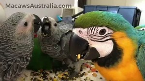 82K views · 2.7K shares | Flashback to a previous seasons happy munchers ~ little babies learning to wean and socialise  #macaws #macaw #macawsaustralia #petsarefamily #blueandgoldmacaw #parrots #macawlovers #parrot #parrotlover | Macaws Australia | Facebook