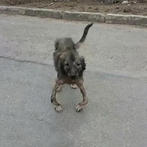 The Disabled Dog Who Cried and Knelt for Help… Finally Found Happiness 😥💔 | Dog Lovers Club