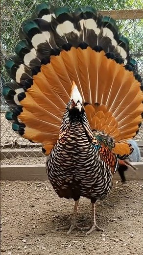 #poule #nature #brahma #oeuf #coq #ferme #chicken #poultry #rooster #aviculture #pheasant #usa #typ