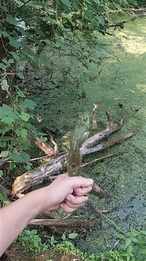 CATCHING BULLFROGS😱 #shorts #short #shortvideo