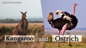 Ostrich vs. Kangaroo: If they fought, whod ACTUALLY win? - Smart.DHgate – Trusted Buying Guides for Global Shoppers