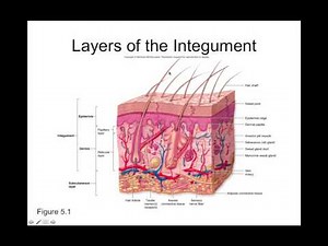 Chapter 5 Integumentary Part1 Introduction and Epidermis