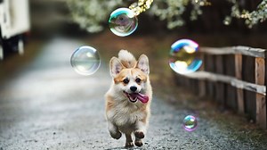 Adobe expands Firefly with new Generative Fill feature