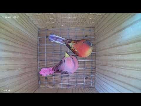 Live - 4K Bird Box Camera