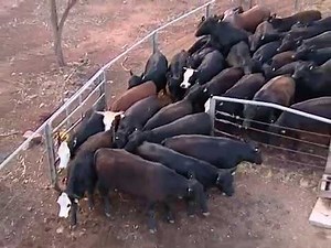 Working cattle in yards