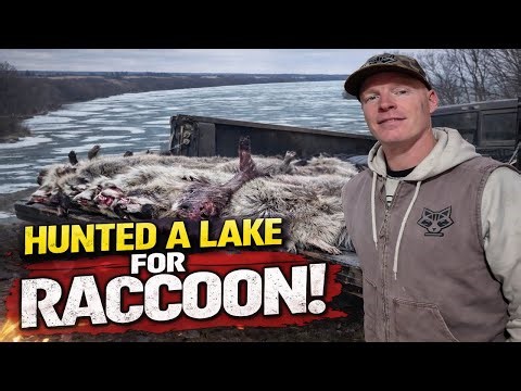 HOW MANY RACCOONS CAN WE CALL FROM ONE LAKE ?