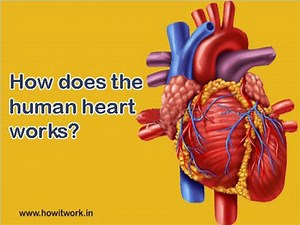 How does the human heart works? - SlideServe