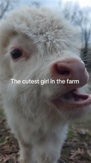Where to buy mini highland cow