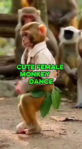 Cute Female Baby Monkey Dance | Realistic Jungle Style #monkey #fypシ゚viral🖤tiktok #fyp #Prank #UK