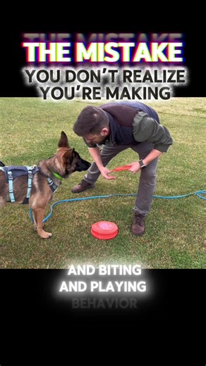 Fetch is wonderful for dogs who love to chase and bite and grab - it gives them an outlet for their chasing and biting and play behavior (and fetch is great for people as well)! If you teach your dog the “rules” of fetch, and of course don’t overdo it, it gives you a convenient, efficient way to give your dog an outlet for their energy that’s reliable, and that you can do almost anywhere. What are the steps of fetch? 🥏✨ Chase a toy (in a straight line) 🥏✨ Pick it up 🥏✨ Immediately turn around