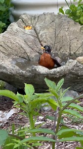 Saw this adorable Robin taking a bath!🥰🛁 Have a good night! 🌙✨ #americanrobin #robin #wildbirds #wildlife #inmygardentoday #inmygarden #organicgardening #pnwwonderland #organicgardening #vegetablegarden | Learn To Grow