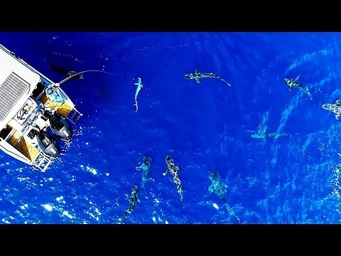 CRAZY SHARK ATTACK FOOTAGE!! Bluewater Spearfishing And Fishing (Mahi Mahi Poke Bowls) - Ep 148
