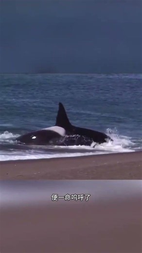 虎鲸捕猎海豹#野生动物零距离 #动物世界 #animals