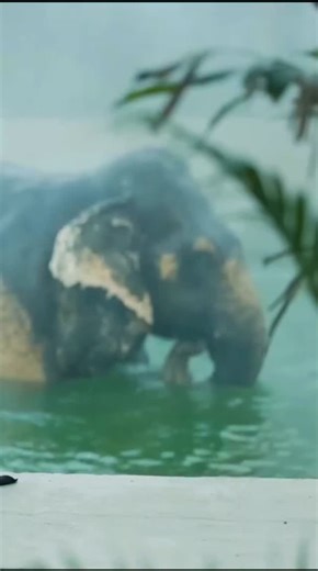 montu on Instagram: "How Vantara’s elephant welfare model is influencing India’s conservation thinking. #Vantara #ElephantConservation #AnantDadaEra #AnantAmbani ❤️🌍"