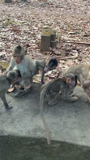 The Group of baby monkey to playing with each Other #monkey #monkeysr #cute