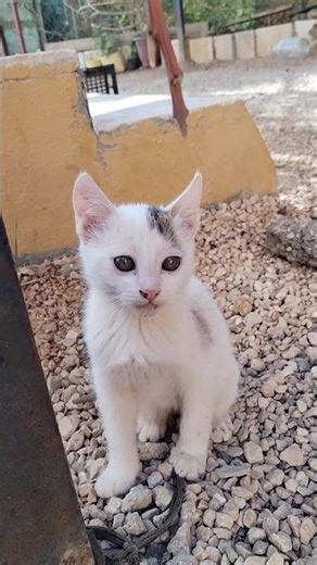 #cat #cute #studywithmeandmycat #meow #pets #funny #اكسبلور #puppy #cutecat