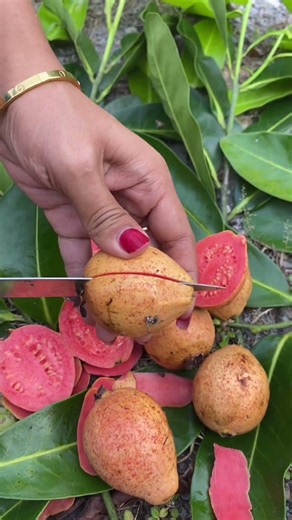 Peel Red Guava #guava