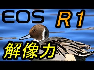 EOS R1，解像力とＧＤローパスフィルター