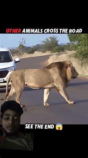 Tiger vs other animals #trending #animals #wildlife #shorts #youtubeshorts