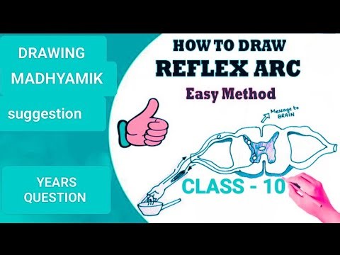 HOW TO DRAW REFLEX ARC | MADHYAMIK | DRAWING | YEAR 2018 #reflexarc #science #viralshort #drawing