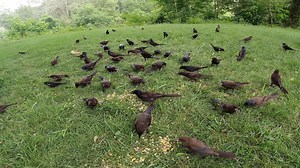 1.5K views · 29 reactions | Just Birds Episode 2 Cracklings they just wont stop coming! But fun to watch! They are killing my feeders how about you! Best part @ 1:52 Full 4K: https://youtu.be/xNrVheqR3-k Camera DJI Osmo Action: https://amzn.to/2Dz58IT www.timelessaerialphotography.com #birds #cleanmeout | Timeless Aerial Photography | Facebook