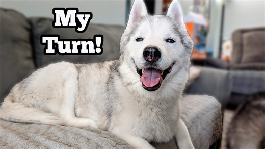 Join us for a very real "day in the life" as we navigate a rollercoaster of health issues with our Siberian Huskies. While we're celebrating one healing paw, our senior girl Memphis develops a new bacterial skin infection, leading to an urgent vet visit. Follow along in our new vlog to see her diagnosis and the topical treatment plan we're starting to help her heal. It's a chaotic but honest look at the realities of caring for the pets we love. #SiberianHusky #DogHealth #VetVisit #SeniorDog #Hus