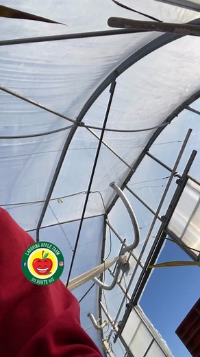 Gladiolus are a fan favourite. It’s a flower that reminds me of family and love. I plant it every year in hopes that I have them bloom the first week of September. Some of these bulbs are huge! Makes me excited for spring 💐 | Laughing Apple Farm